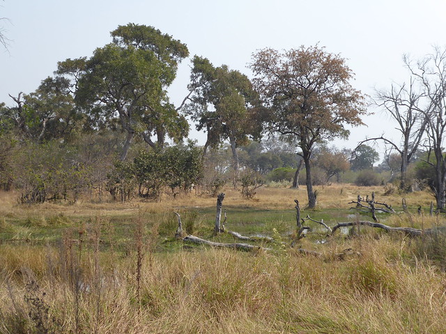 Vuelo sobre el Delta del Okavango. Llegamos a Moremi. - POR ZIMBABWE Y BOTSWANA, DE NOVATOS EN EL AFRICA AUSTRAL (22)