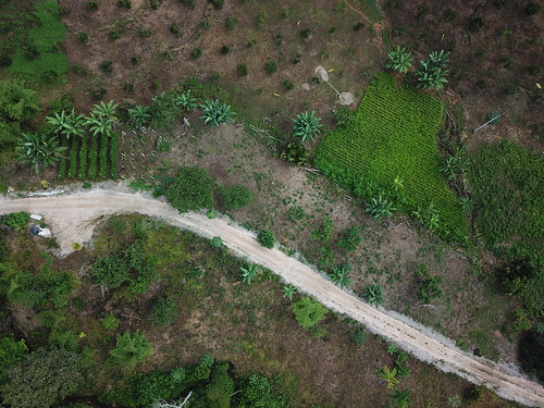permatree amazonia farm tropical tropicalpermaculture ecuador drone