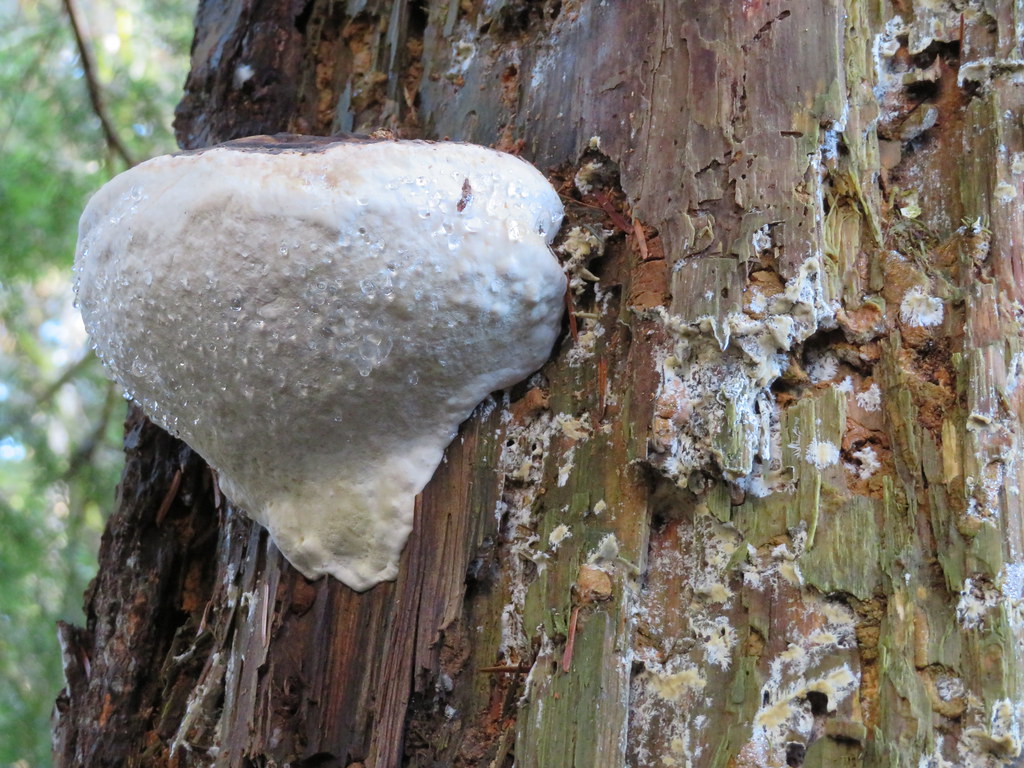 Fungus,