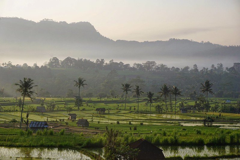 Early morning mist in the Bali rice fields