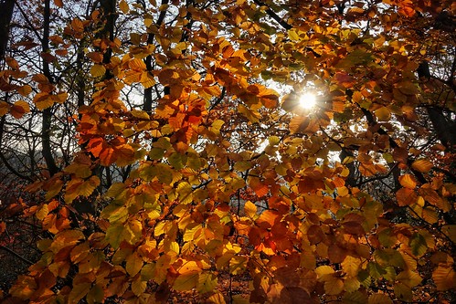 trees congletonpark autumnleaves autumn sunsetlight