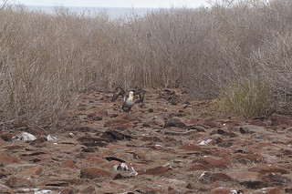 22-323 Galapagos Albatros