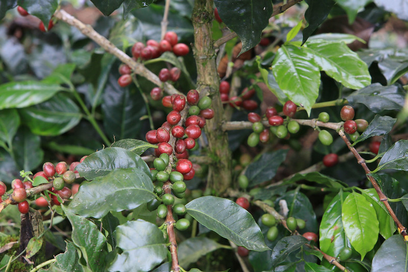 Sarchimor Parainema coffee tree in honduras (2)