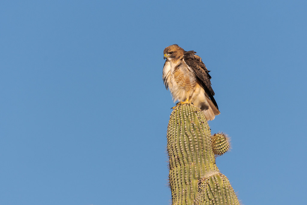 A red-tailed hawk looks down while perched on a saguaro on the Marcus Landslide Trail in McDowell Sonoran Preserve
