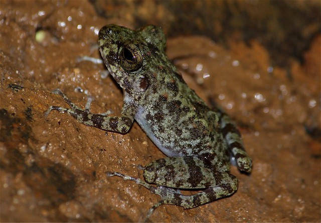 Frog at Panhulugan Cave