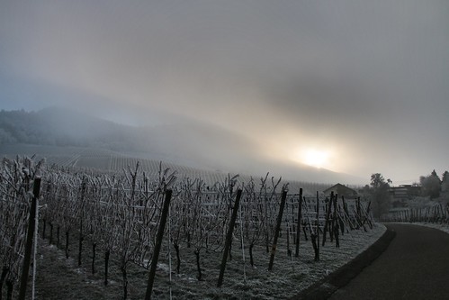 vineyards newyearsday sunrise winter mountains morning misty affental bühlertal buehlertal
