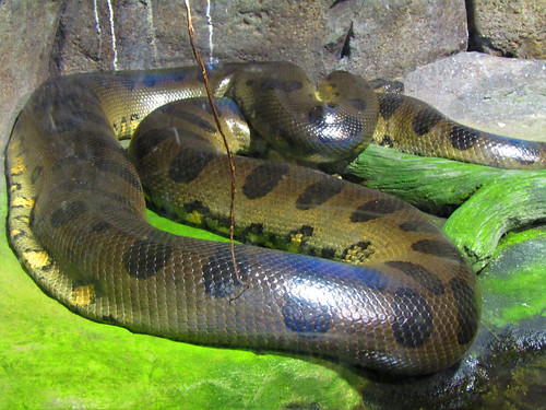 anaconda in Gdynia Aquarium in Poland