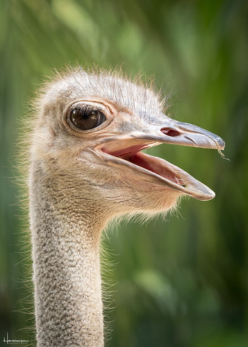 thailand sriracha chonburi zoo animal ostrich