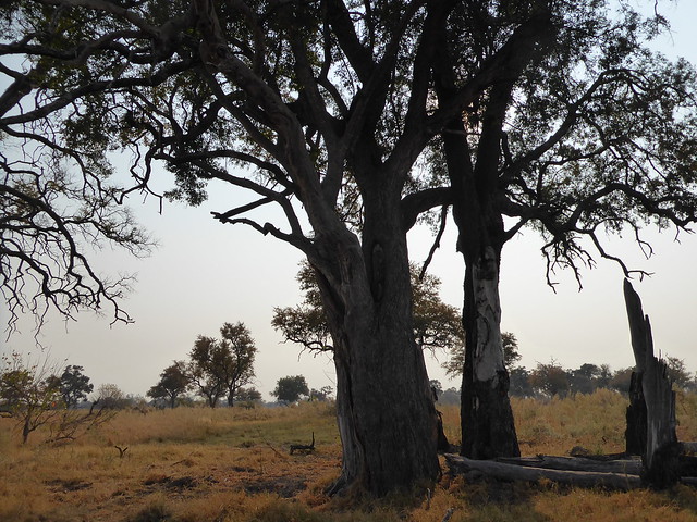 En el corazón del Delta del Okavango. Safari a pie, mekoro, poblado Xaxaba - POR ZIMBABWE Y BOTSWANA, DE NOVATOS EN EL AFRICA AUSTRAL (21)