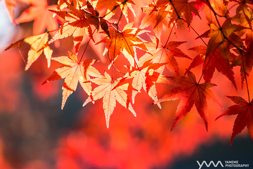 遲來的秋 Late Fall / Toyota City, Japan