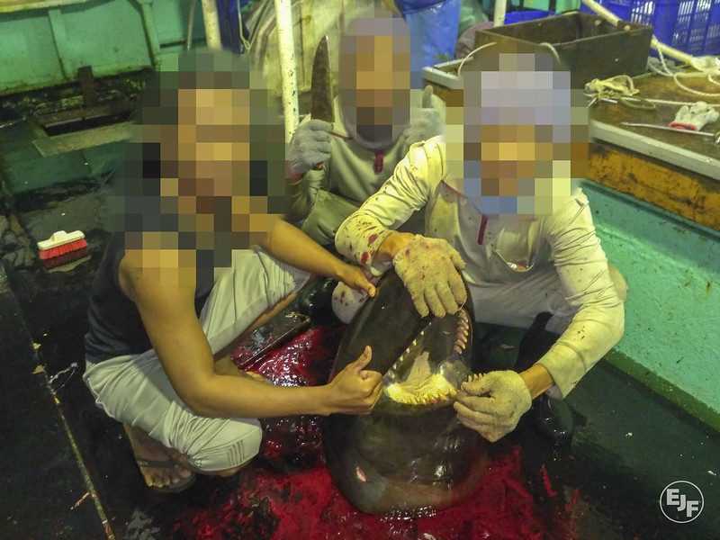 台灣延繩釣漁船非法捕抓鯨魚。照片提供：環境正義基金會（Environmental Justice Foundation, EJF）