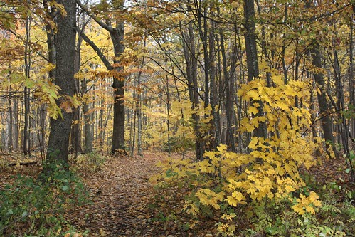 charlottetown pei canada royaltyoaks trees leaves woods forest fall autumn foliage