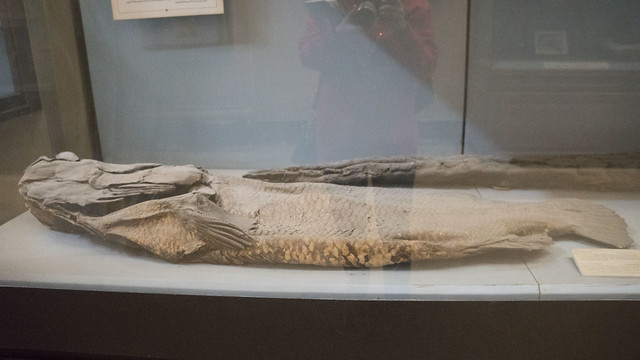 A sacred fish at the Egyptian Museum of Cairo