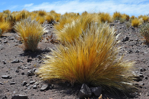 chile grass dry golden yellow light mounds sedge valledelarcoíris