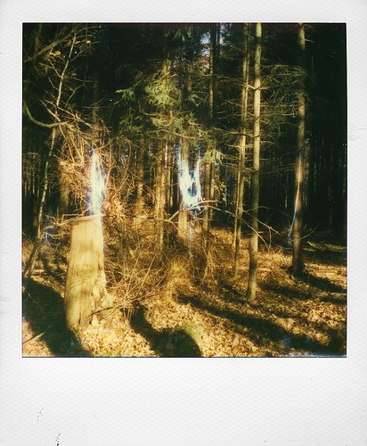 My forest (Jalhay, Belgium)
