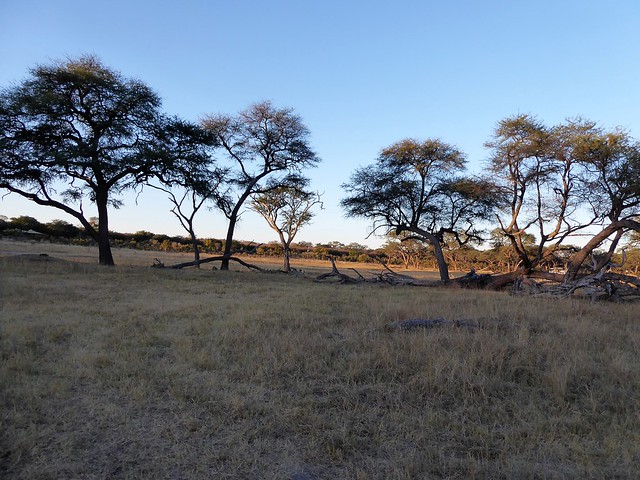 POR ZIMBABWE Y BOTSWANA, DE NOVATOS EN EL AFRICA AUSTRAL - Blogs de Africa Sur - Safari diurno y nocturno en Parque Nacional de Hwange (18)
