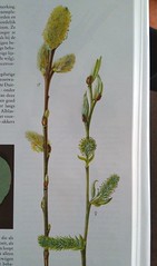 Salix caprea in de Oeceologische Flora