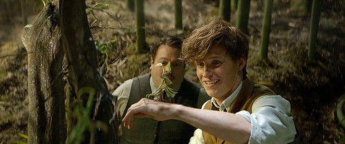 Fantastic Beasts and Where to Find Them - Screenshot 28