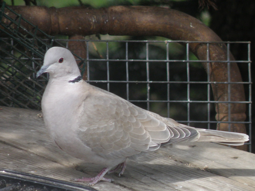 P4091243...eurasian collared-dove