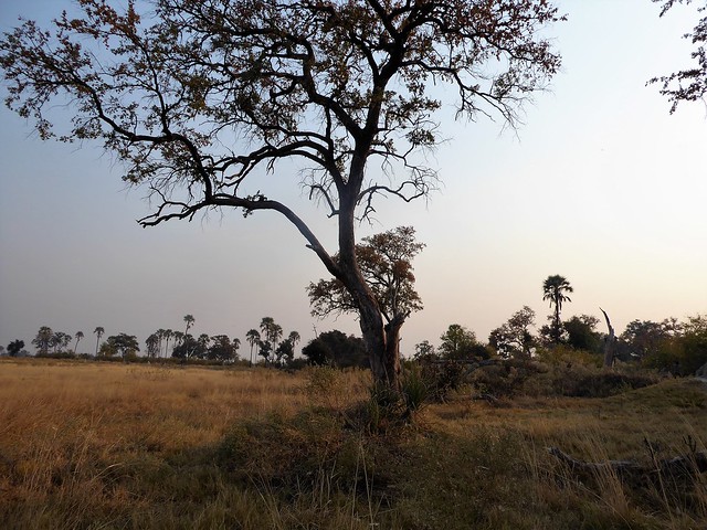 POR ZIMBABWE Y BOTSWANA, DE NOVATOS EN EL AFRICA AUSTRAL - Blogs de Africa Sur - Traslado a Maun. Nos adentramos en el Delta del Okavango (45)