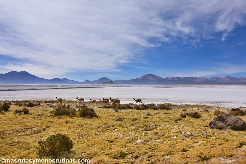 Región de Tarapacá: entre volcanes y desierto - Por el sur del mundo. CHILE (3)