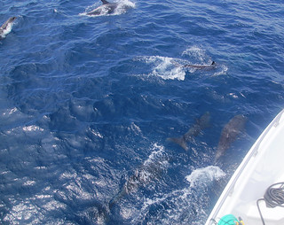 23-188 Dolfijnen rond de boot