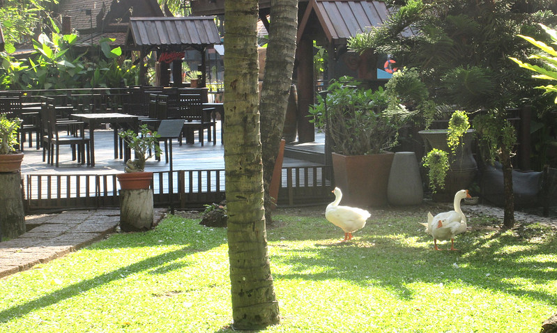 AVANI Pattaya Resort gardens