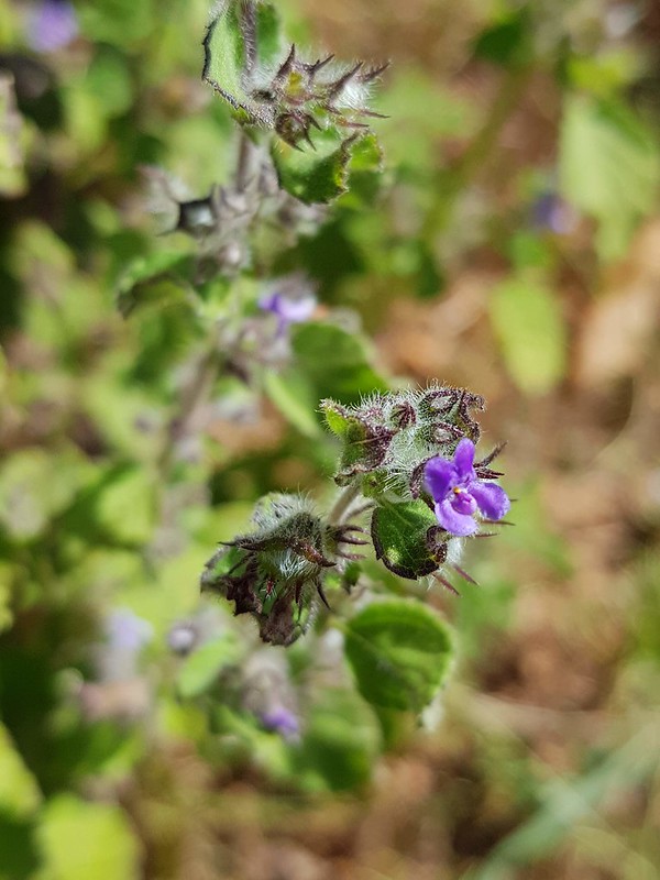 Unidentified fragrant lamiaceae shrub with purple flowers 4