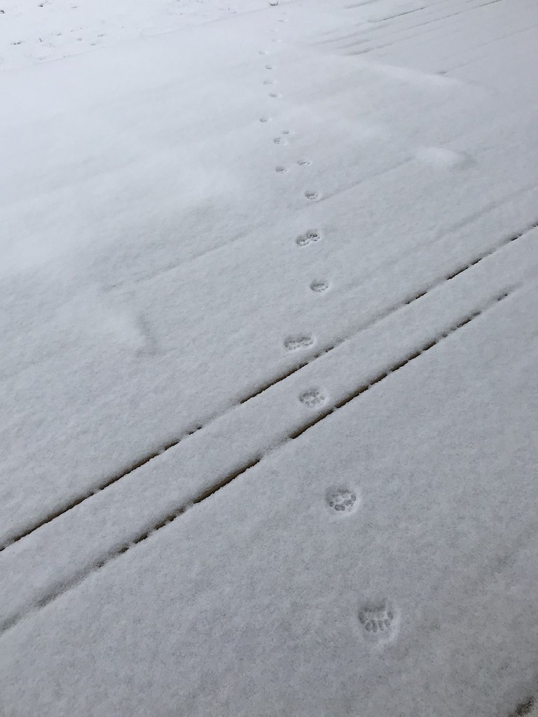 Morning visitor left some tracks....