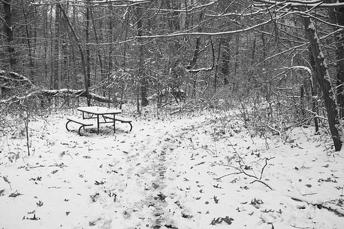 blackandwhite snow trees woods park path