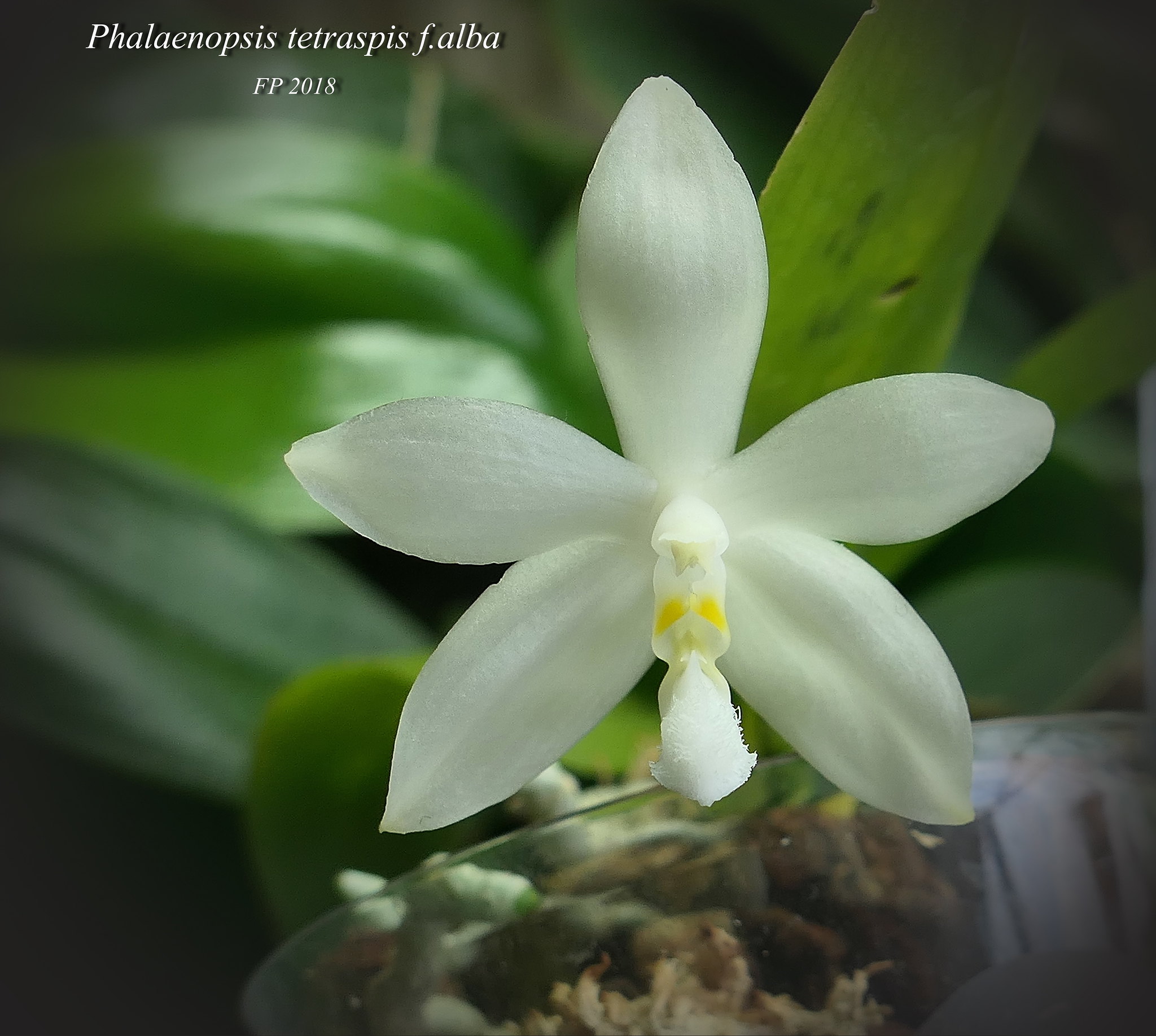 Phalaenopsis tetraspis f.alba 31103650437_fc81f8494c_k