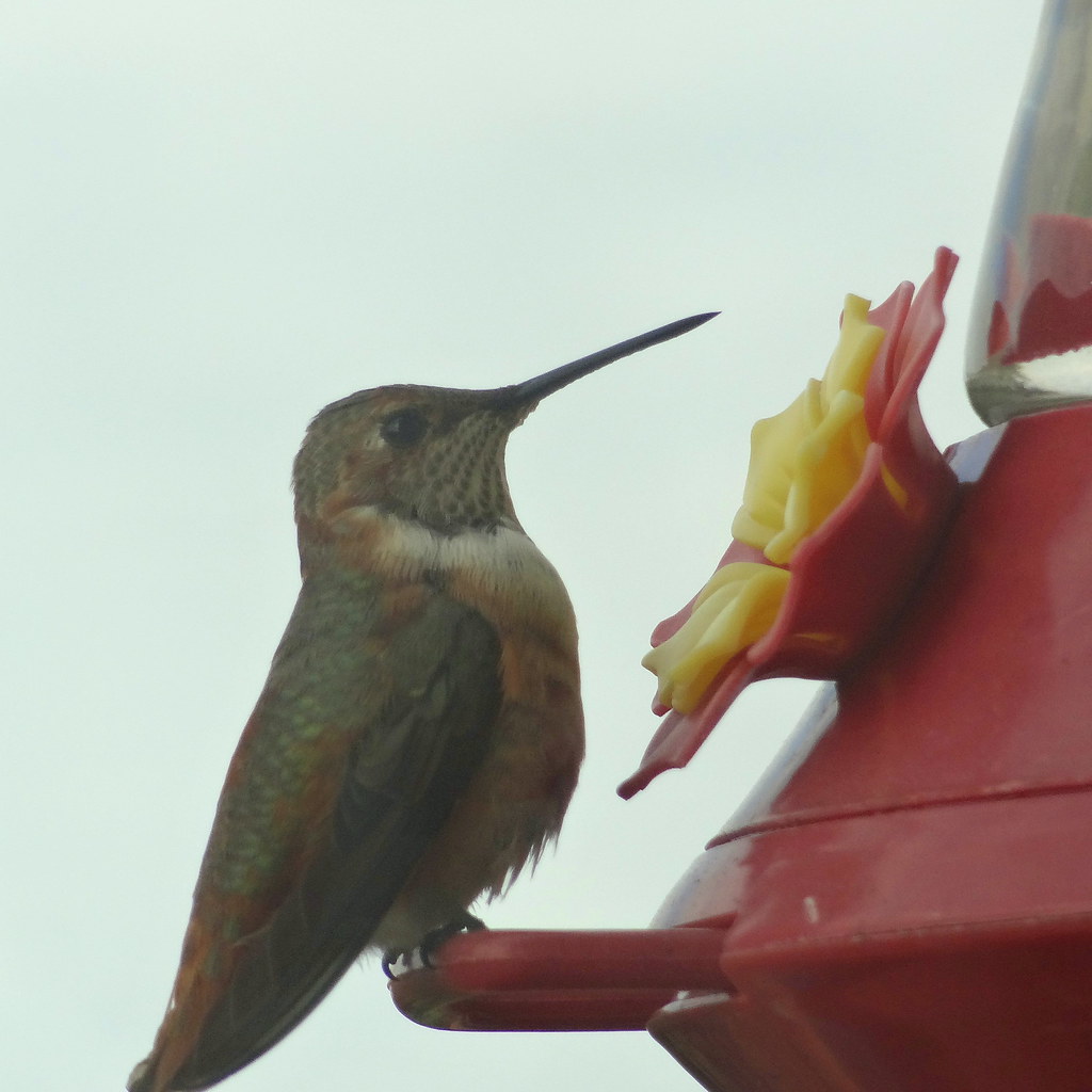 Rufous or Allen's Hummingbird