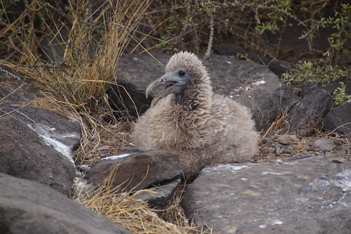 22-330 Galapagos Albatros kuiken