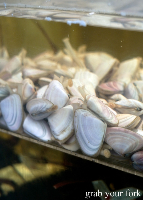 Live pipis at Bert's in Newport by Merivale