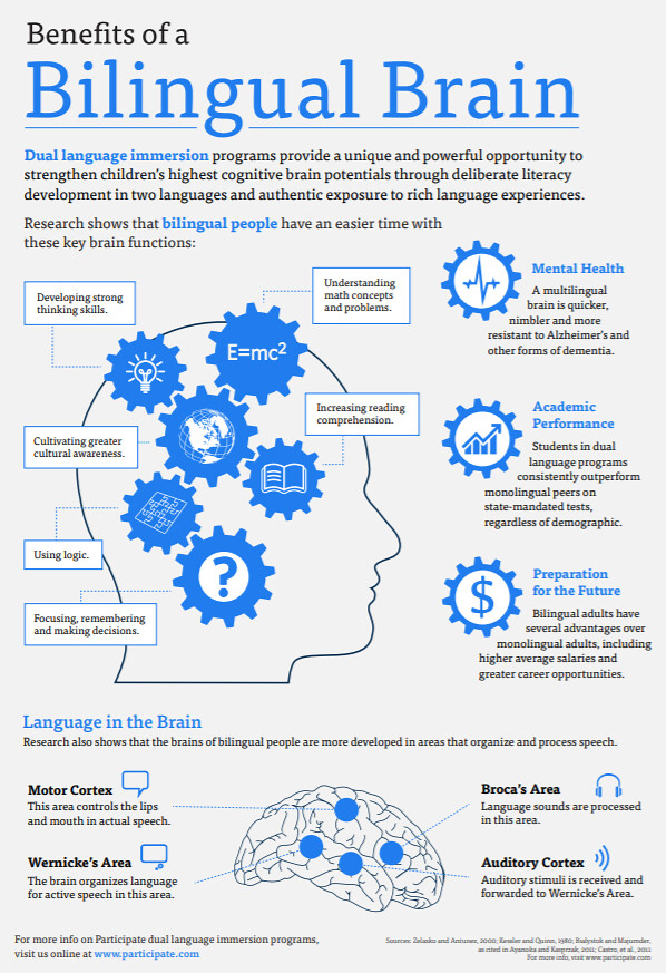 The Brain (Bilingual)