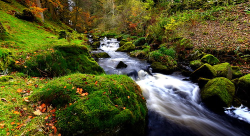 interesting welshwilderness pistyllrhaeadr riverrhaeadr afonrhaeadr llanrhaeadrymmochnant powys wales river waterfall water rocks longexposure moss grasses wilderness trees leaves branches colours colors outdoor countryside riverbank autumn grass brownleaves bare best beautiful green alone winter cold ripples mosses nature wild unspoiled ferns flowing movement plantae embryophytes quiet peaceful tranquil serene calm relaxing afternoon petersroberts nikond7200 sigmawideangle
