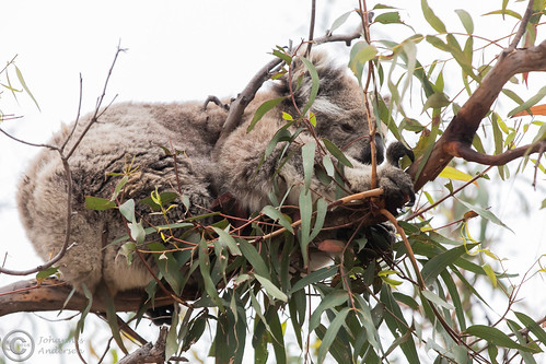 2018 australia koala raymondisland