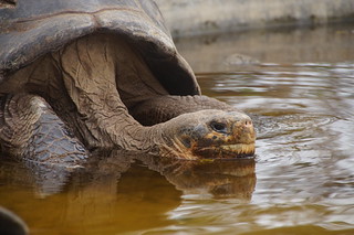 21-088 Charles Darwin Center - reuzenschildpadden