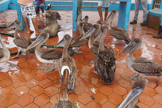21-262 Bruine pelikanen bij vismarkt