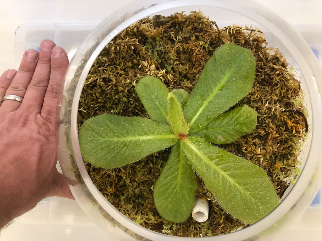 Drosera schizandra grown by AUSCPS Canberra coordinator Barry Bradshaw