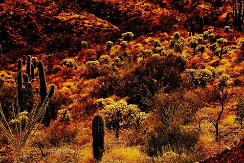 2016 arizona art cacti chollacacti colorphotomanipulation desert flickr galiuromountains gps jumpingchollacactuscylindropuntiafulgidachainfruitcholla landscapes mountains pinalcounty saguarocactuscarnegieagigantea sanpedrorivervalley usa unitedstatesofamerica