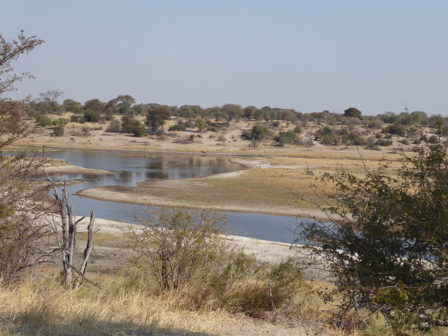 Parque Nacional de Makgadikgadi. Migración en el río Boteti - POR ZIMBABWE Y BOTSWANA, DE NOVATOS EN EL AFRICA AUSTRAL (45)