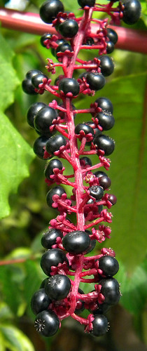 Inkberry or Pokeberry, a beautiful plant with significant toxicity