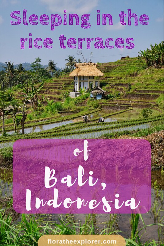 Bali Rice Terraces Pinterest image