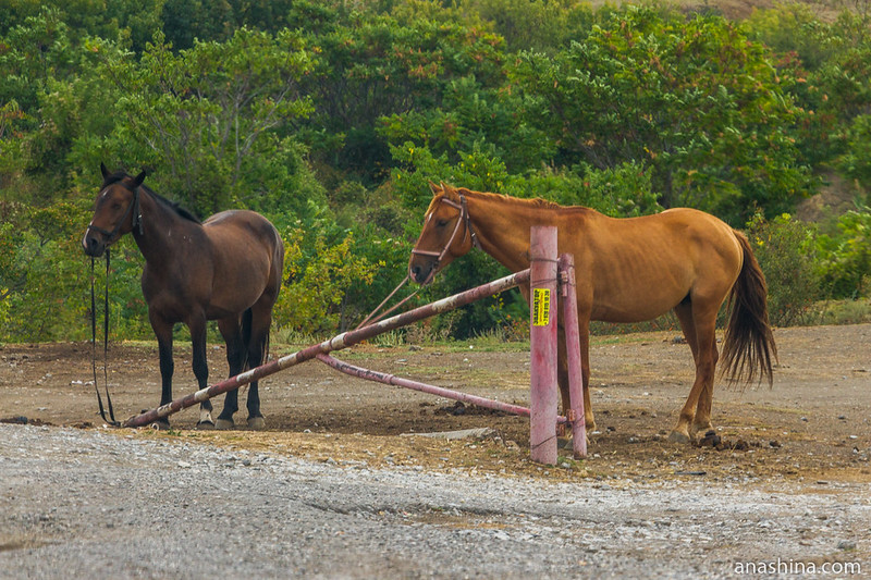 Лошади у дороги, Крым