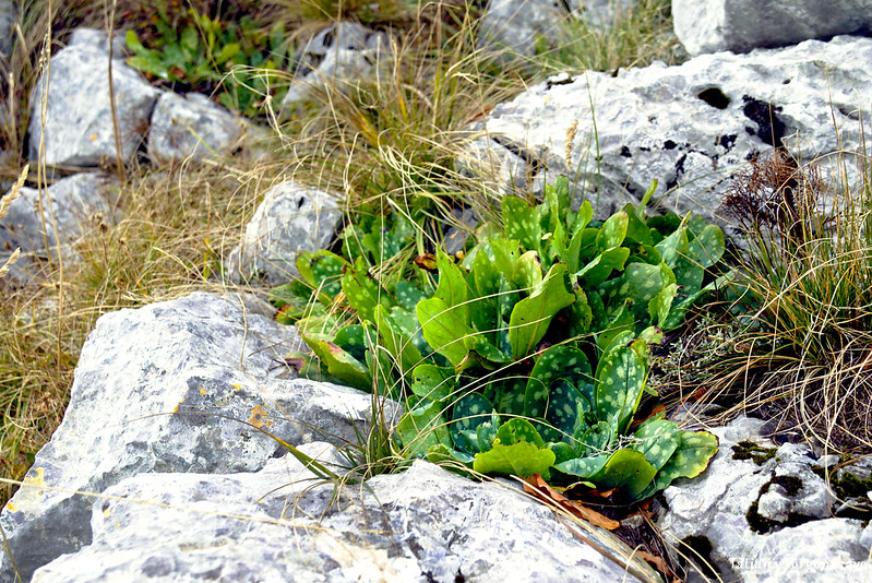 Растения среди камней