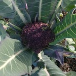 violet cauliflower