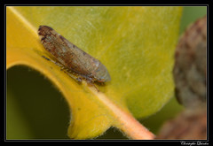 Fieberiella florii - Photo of Chambolle-Musigny