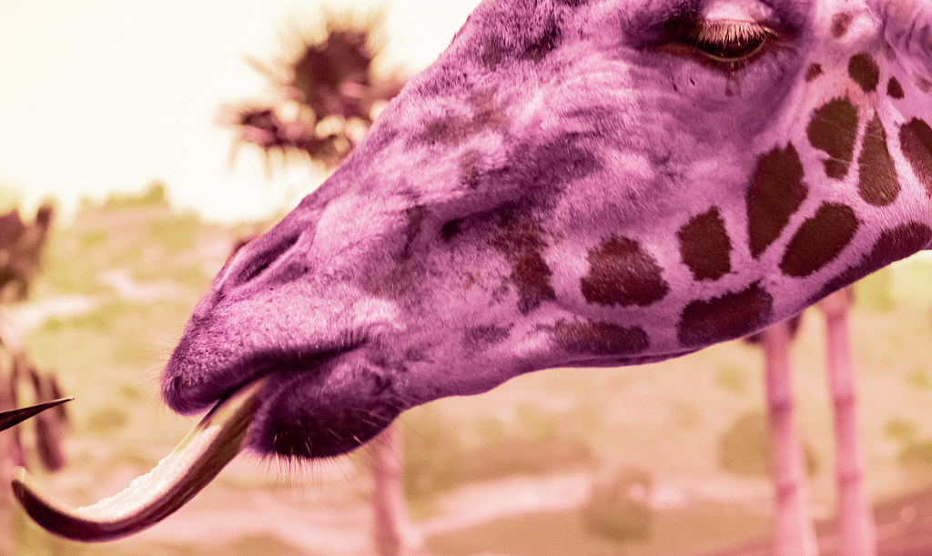 Giraffe (UV)_29