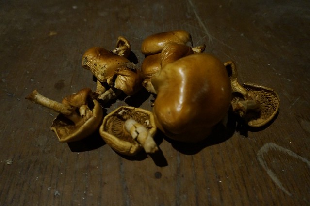 Make a pot of mushrooms